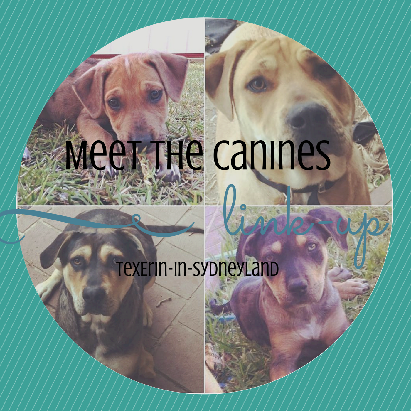 http://texerin-in-sydneyland.blogspot.com.au/2015/04/meet-canines-link-up.html