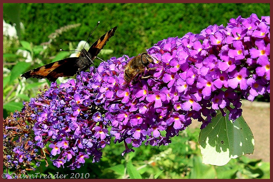 2010-08-20 butterflies bee3