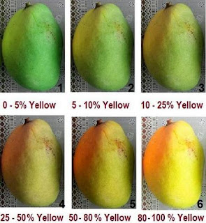 Mango Ripening Color Chart