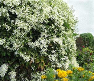 Sweet Autumn Clematis2