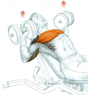 Incline  Bench Press