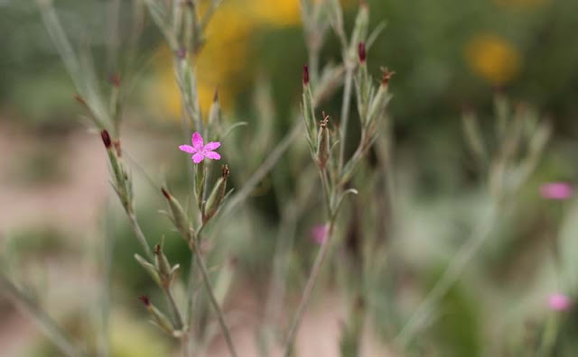 Deptford Pink Flowers Pictures