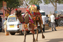 The Best of Rajasthan