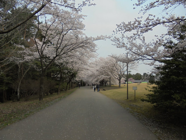 とっとり花回廊の桜の広場のソメイヨシノ桜