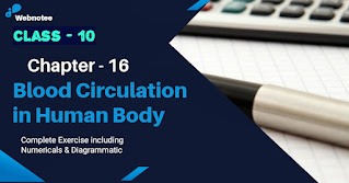 Blood Circulation in Human Body : Class 10 Science Notes
