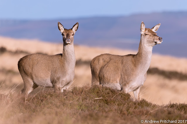 It's early mornign and a group of hinds move up on to the moorland to graze.