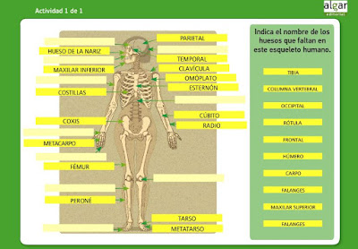 http://www.bromera.com/tl_files/activitatsdigitals/natura_6c_PA/natura6_cas_u02_pag23.swf