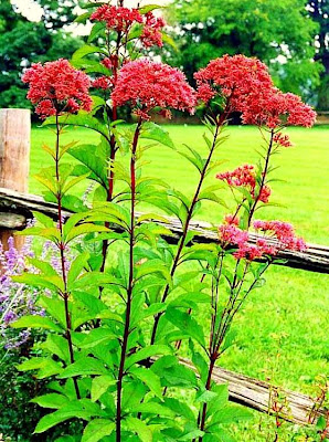 Joe Pye weed in Gateway Red