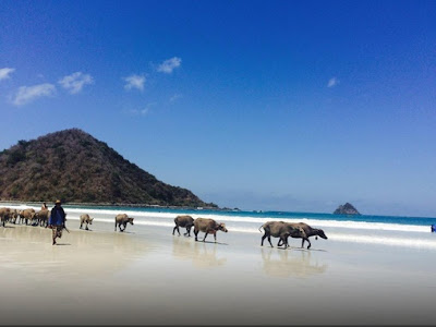 Wisata Pantai Selong Belanak Lombok