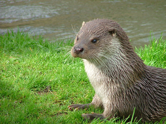 european otter