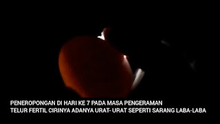 Persilangan ayam kate dengan ayam kampung - catatancek13