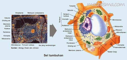  Perbedaan  Sel  Hewan  dengan  Sel  Tumbuhan  Materi SMA Online