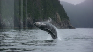 Humpback whale breaching and rolling