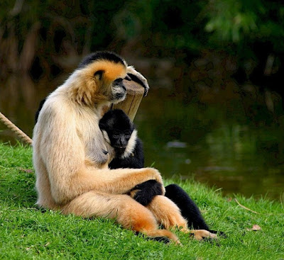 Animals Mothers Love