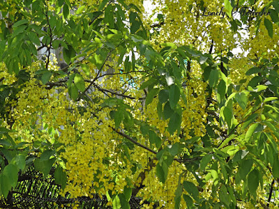 Golden shower - Cassia fistula