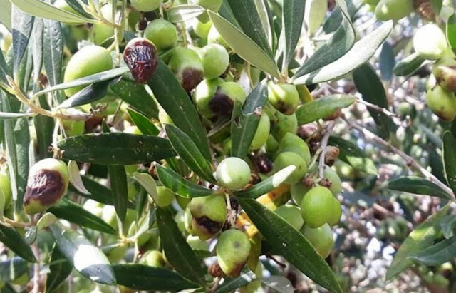 ΚΥΘΗΡΑ:ΑΝΑΚΟΙΝΩΣΗ  ΓΙΑ ΨΕΚΑΣΜΟΥΣ ΕΛΑΙΟΔΕΝΔΡΩΝ