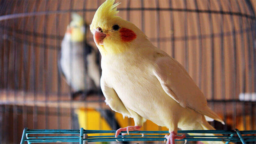 birds, best pets, small pets, small animals for pets, small pets at home, best pets to keep at hom
