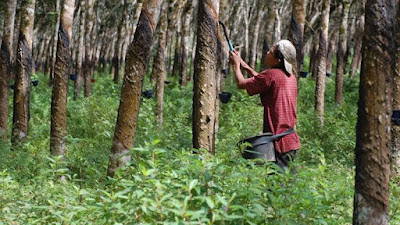 Seluas 9033 ha, Presiden Serahkan  SK  Hutan Sosial dan Tanah Objek Reforma Agraria Untuk Sumbar