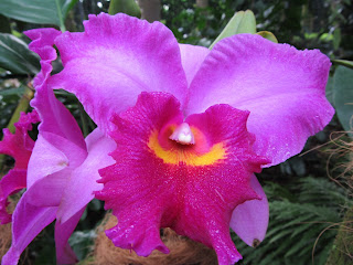 Orchids, National Orchid Garden, Singapore