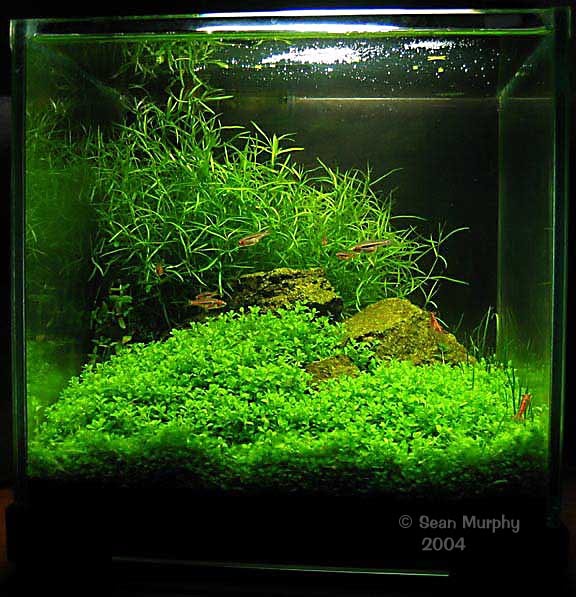 Basic Aquascaping Principles and Technique Aquascape 