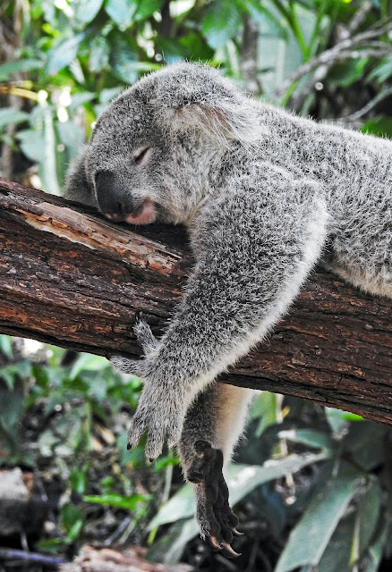 koala sleeping on branch:Photo by David Clode on Unsplash
