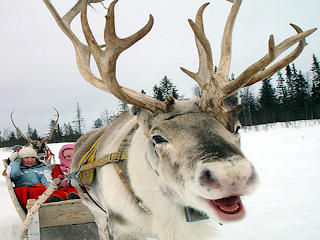 Photo for funny reindeer wallpaper