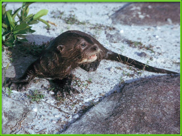 Otter [Pteronura brasiliensis] Facts