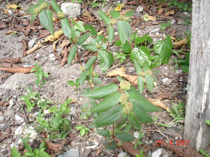 Greenfingers: Tanaman Keliling Kita