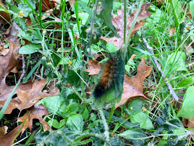 wooly bear with (only) two bands