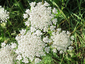 Queen Anne's Lace