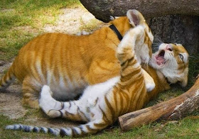 Funny animals of the week - 24 January 2014 (40 pics), two tiger cubs playing