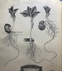 A bean plant germinating from three different angles.