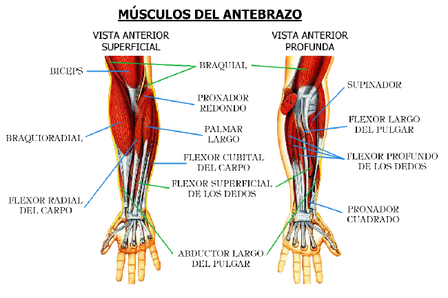 lesiones