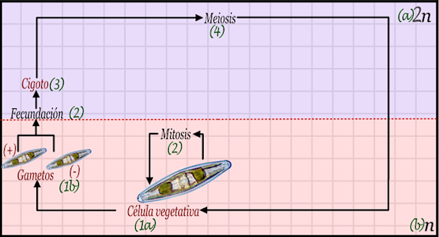 Ciclo de vida 1.