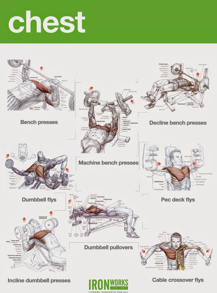 Bodybuilding Chest Exercises Chart At Home