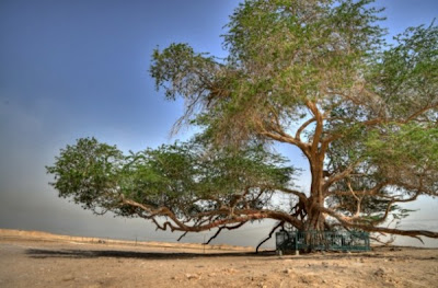 Pohon Aneh
