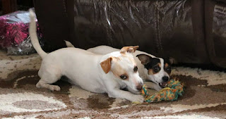 Playing together with their tug toy