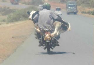 vaca en moto