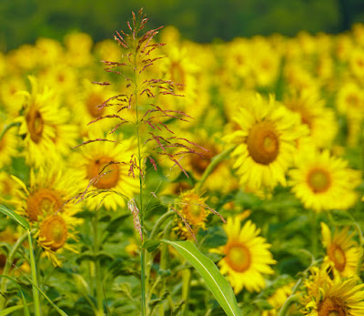 field of sunflowers photo by mbgphoto