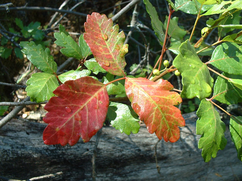 poison oak pictures of rash. poison oak pictures of rash.