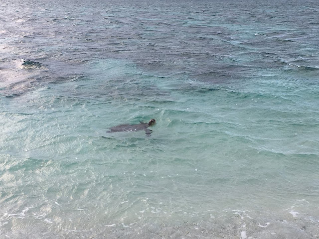 wild sea turtle lady elliot island great barrier reef australia