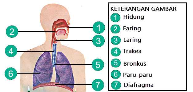 Pembelajaran 2 Tema 2 Subtema 1 Cara Tubuh Mengolah Udara Bersih