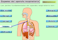 http://recursostic.educacion.es/secundaria/edad/3esobiologia/3quincena8/imagenes/vias_respiratorias.swf