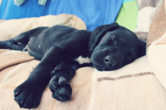 8 week old springador