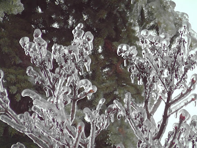 ICE RAIN, GLAZE ON A TREE