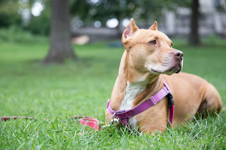 Dog Walkers Manhattan Important Options For You To Consider