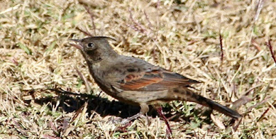 "Crested Bunting,  resident commonly seen in Oria,grazing in a field."