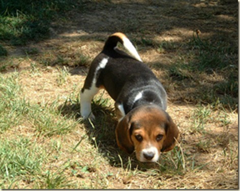 perros-raza-beagle