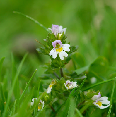 Euphrasia