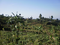 image of agricultural plantations